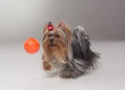 LIKER 5 - piłka dla małych psów i szczeniąt 5 cm