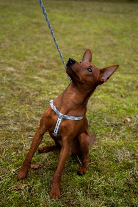 All For Dogs Mini Zestaw dla psa Szara Kratka Rozm. M All For Dogs Mini Zestaw dla psa Szara Kratka Rozm. M