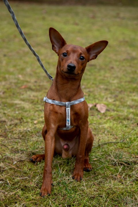 All For Dogs Mini Zestaw dla psa Szara Kratka Rozm. M All For Dogs Mini Zestaw dla psa Szara Kratka Rozm. M