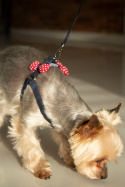 All For Dogs Mini Zestaw dla psa granat z czerwoną kokardą w białe kropki Rozm. S