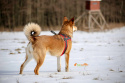 All For Dogs szelki norweskie Czerwony L