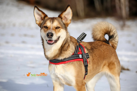 All For Dogs szelki norweskie Czerwony M All For Dogs szelki norweskie Czerwony M
