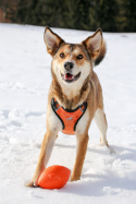 PitchDog Piłka Rugby Sport Ball śr. 9 cm, dł. 14 cm Orange