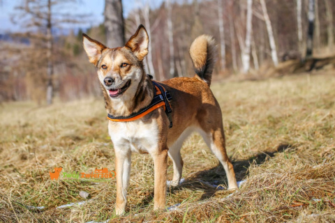 All For Dogs szelki norweskie Pomarańczowe M All For Dogs szelki norweskie Pomarańczowe M