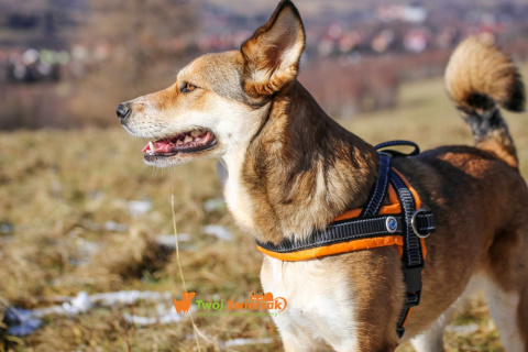 All For Dogs szelki norweskie Pomarańczowe S All For Dogs szelki norweskie Pomarańczowe S