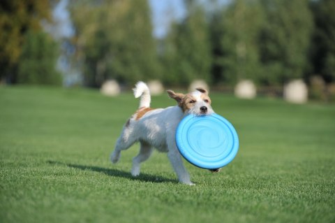 PitchDog 24' Dysk Frisbee dla psa Pink PitchDog 24' Dysk Frisbee dla psa Pink