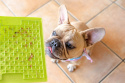 Mata Lickimat BUDDY dla psów 20x20 Turkusowa