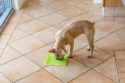 Mata Lickimat BUDDY dla psów 20x20 Turkusowa