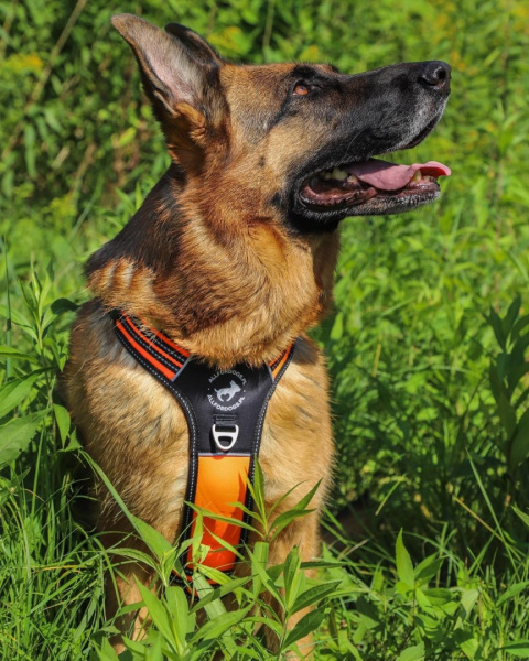 All For Dogs 3x-Sport szelki dla psa rozm. XS Pomarańczowe NEON All For Dogs 3x-Sport szelki dla psa rozm. XS Pomarańczowe NEON
