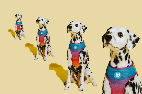 Zee Dog Szelki dla psa Air Mesh Prisma Tęczowa Air Mesh M Zee Dog Szelki dla psa Air Mesh Prisma Tęczowa Air Mesh M