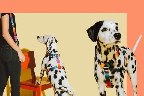 Zee Dog Szelki dla psa Prisma Tęczowe M Zee Dog Szelki dla psa Prisma Tęczowe M