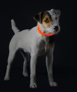 Hunter Obroża ledowa USB dla psa Yukon Pomarańczowa
