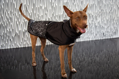 Zee Dog Płaszczyk przeciwdeszczowy dla psa Ozzy rozm. XL Zee Dog Płaszczyk przeciwdeszczowy dla psa Ozzy rozm. XL