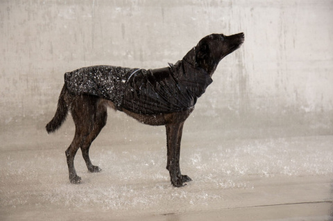 Zee Dog Płaszczyk przeciwdeszczowy dla psa Ozzy rozm. XL Zee Dog Płaszczyk przeciwdeszczowy dla psa Ozzy rozm. XL