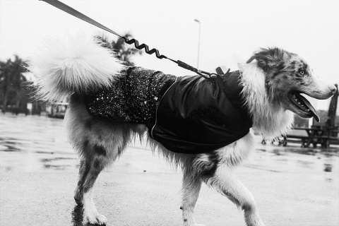Zee Dog Płaszczyk przeciwdeszczowy dla psa Ozzy rozm. XL Zee Dog Płaszczyk przeciwdeszczowy dla psa Ozzy rozm. XL