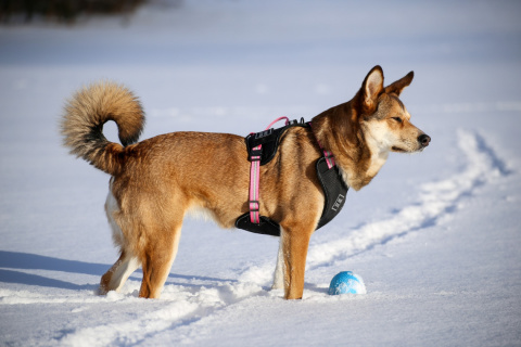 WauDog szelki bezuciskowe dla psa guard L PINK WauDog szelki bezuciskowe dla psa guard L PINK