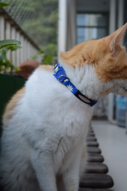 Zee Cat Obroża dla kota TAROT 20-30 cm