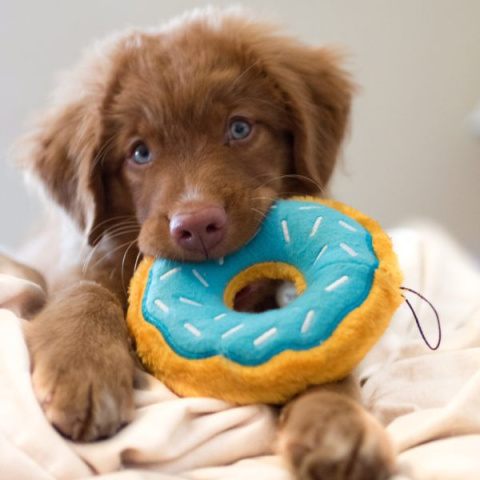 ZIPPY PAWS PLUSZOWY DONUTZ 18cm Borówkowy Pączek dla psa ZIPPY PAWS PLUSZOWY DONUTZ 18cm Borówkowy Pączek dla psa