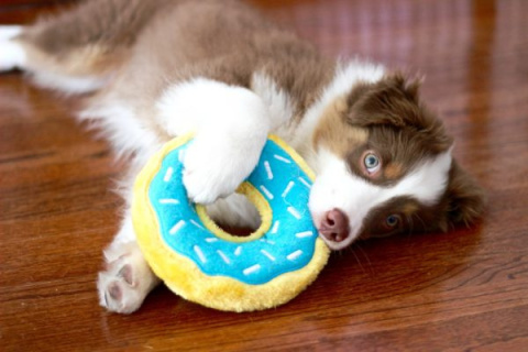 ZIPPY PAWS PLUSZOWY DONUTZ 18cm Borówkowy Pączek dla psa ZIPPY PAWS PLUSZOWY DONUTZ 18cm Borówkowy Pączek dla psa