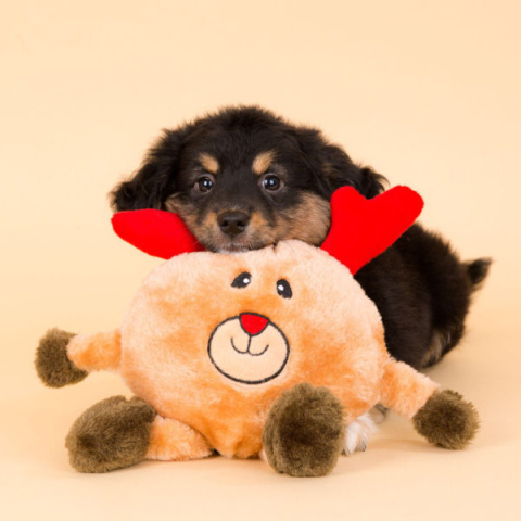 ZIPPY PAWS PLUSZOWY ŚWIĄTECZNY OKRĄGŁY RENIFER 25 cm ZIPPY PAWS PLUSZOWY ŚWIĄTECZNY OKRĄGŁY RENIFER 25 cm