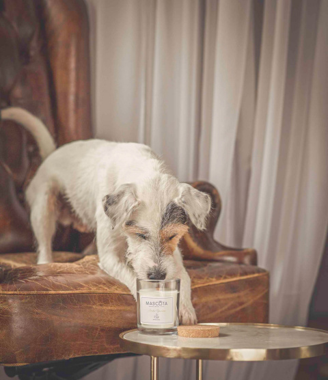 MASCOTA Amber Bamboo Tea świeca sojowa neutralizująca zapach zwierząt MASCOTA Amber Bamboo Tea świeca sojowa neutralizująca zapach zwierząt