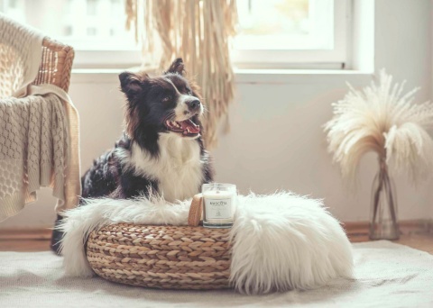 MASCOTA Flower Green Tea świeca sojowa neutralizująca zapach zwierząt MASCOTA Flower Green Tea świeca sojowa neutralizująca zapach zwierząt