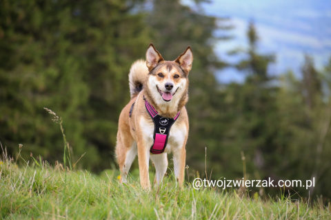 All For Dogs 3X Sport szelki dla psa rozm. L Różowe All For Dogs 3X Sport szelki dla psa rozm. L Różowe