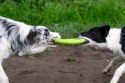 KIWI WALKER Let's Play! Maxi Frisbee dla psa - pomarańczowa