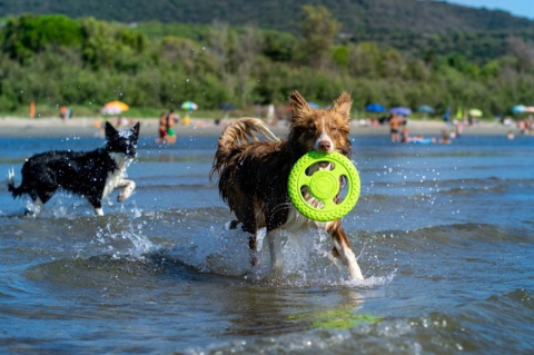 KIWI WALKER Let's Play! Maxi Frisbee dla psa - pomarańczowa KIWI WALKER Let's Play! Maxi Frisbee dla psa - pomarańczowa