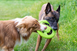 KIWI WALKER Let's Play! Maxi Frisbee dla psa - różowa