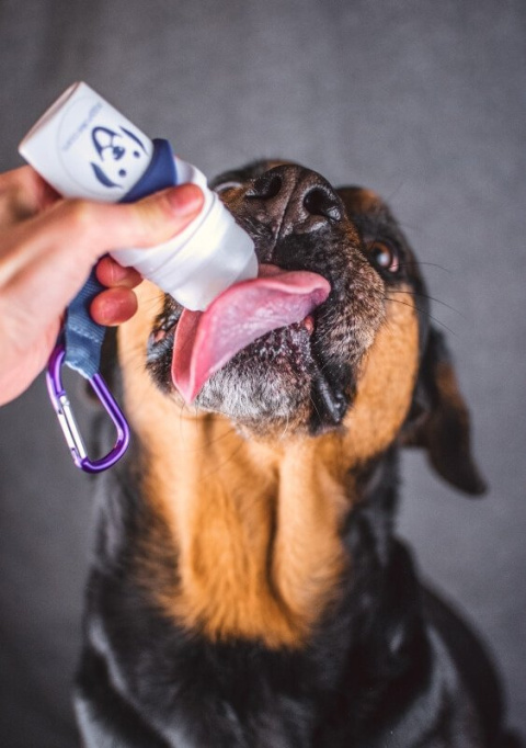 SmoothieDog Doggy Roller z karabińczykiem Turkusowy SmoothieDog Doggy Roller z karabińczykiem Turkusowy