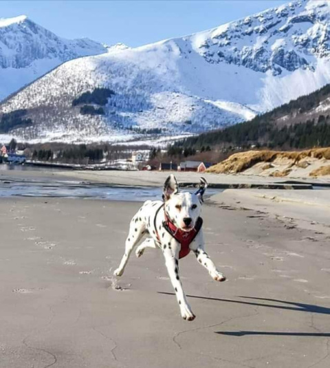 All For Dogs 2X-Sport Szelki dla psa L Czerwone All For Dogs 2X-Sport Szelki dla psa L Czerwone