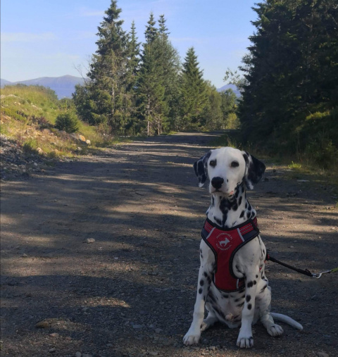 All For Dogs 2X-Sport Szelki dla psa L Czerwone All For Dogs 2X-Sport Szelki dla psa L Czerwone