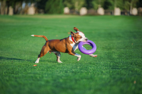 Zestaw PULLER Maxi Dog Fitness Ring zabawka dla psa 28cm + Pokrowiec Zestaw PULLER Maxi Dog Fitness Ring zabawka dla psa 28cm + Pokrowiec