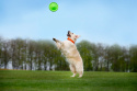 FLYBER latający dwustronny dysk dla psa Frisbee średnica 22 cm