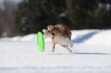FLYBER latający dwustronny dysk dla psa Frisbee średnica 22 cm
