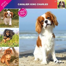 Kalendarz 2024 Cavalier King Charles Spaniel