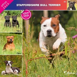 Kalendarz 2024 Staffordshire Bull Terrier