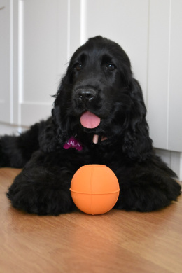 RUCAN BALL Medium Orange - średnio twarda, pomarańczowa PIŁKA na przysmaki dla psa