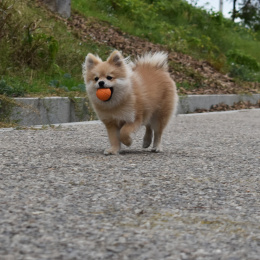 RUCAN BALL Small Orange - średnio twarda, pomarańczowa PIŁKA na przysmaki dla psa