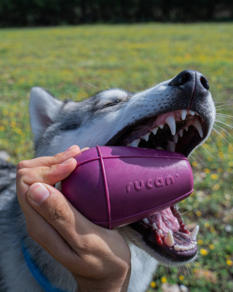 RUCAN CONIC BIG Purple - bardzo twarda, zabawka STOŻEK na przysmaki RUCAN CONIC BIG Purple - bardzo twarda, zabawka STOŻEK na przysmaki