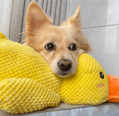 PetGang Pluszak dla psa WIELKA KACZKA przytulanka XXL 40CM PetGang Pluszak dla psa WIELKA KACZKA przytulanka XXL 40CM