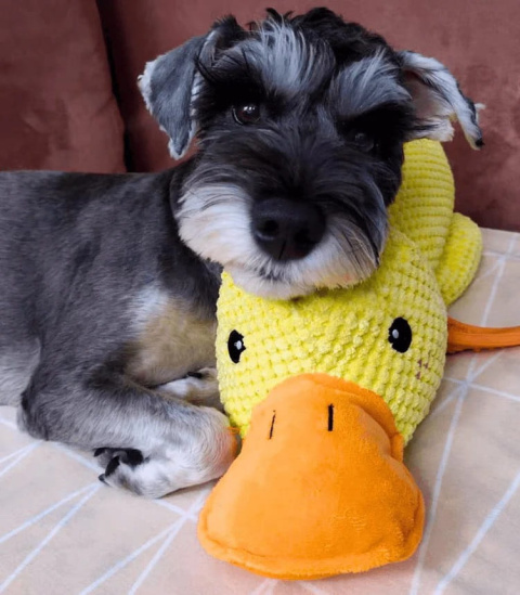 PetGang Pluszak dla psa WIELKA KACZKA przytulanka XXL 40CM PetGang Pluszak dla psa WIELKA KACZKA przytulanka XXL 40CM