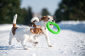 Ring dla małego psa Puller PitchDog 17' Zielony