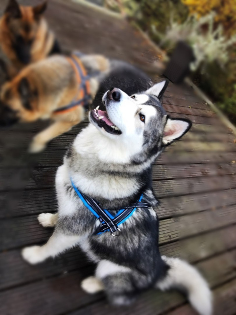 All For Dogs szelki norweskie Niebieski L All For Dogs szelki norweskie Niebieski L