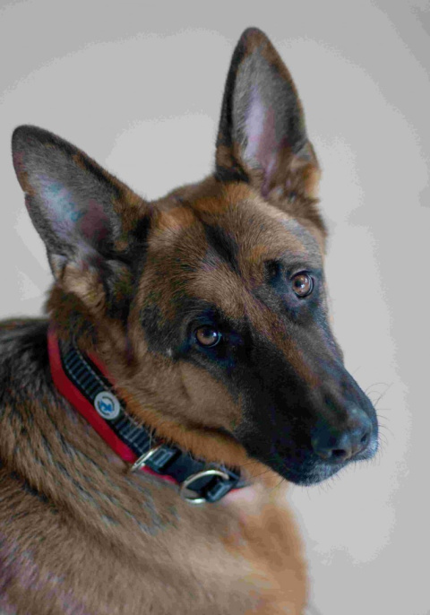 All For Dogs obroża dla psa odblaskowa Żółta S All For Dogs obroża dla psa odblaskowa Żółta S