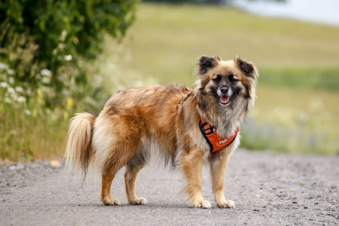 All For Dogs Sportowe szelki odblaskowe dla psa rozm. M Pomarańczowy All For Dogs Sportowe szelki odblaskowe dla psa rozm. M Pomarańczowy