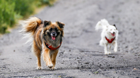 All For Dogs Sportowe szelki odblaskowe rozm. M Czerwone All For Dogs Sportowe szelki odblaskowe rozm. M Czerwone