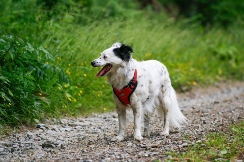 All For Dogs Sportowe szelki odblaskowe rozm. M Czerwone All For Dogs Sportowe szelki odblaskowe rozm. M Czerwone