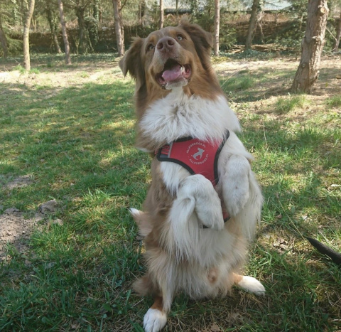 All For Dogs Sportowe szelki odblaskowe dla psa rozm. S Czerwone All For Dogs Sportowe szelki odblaskowe dla psa rozm. S Czerwone